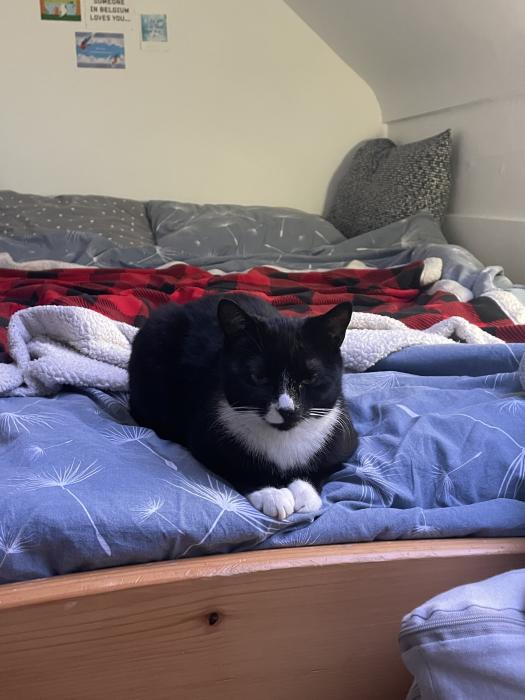 Bernard, le chat de la coloc